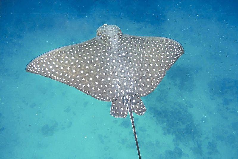 ചിത്രം:Vol6p655 Spotted Eagle Ray.jpg