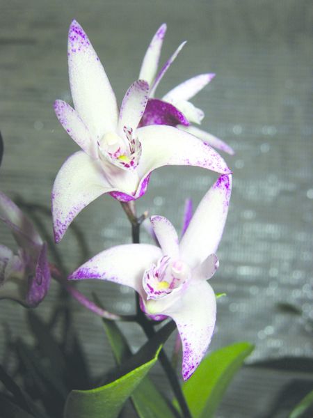 ചിത്രം:Vol5p825 Dendrobium Orchid.jpg