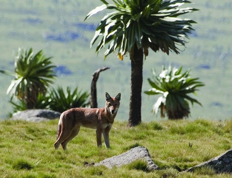ചിത്രം:Vol5p98 Canis simensis -Simien Mountains, Ethiopia-8.jpg
