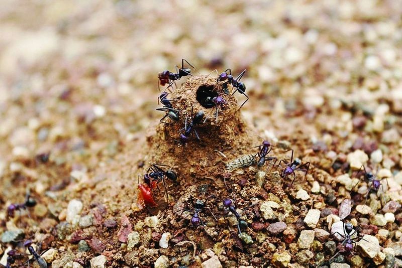 ചിത്രം:Vol5p329 Ant mound holes prevent water from entering the nest during rain.jpg