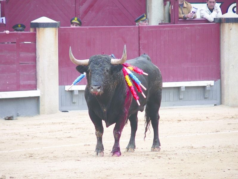 ചിത്രം:Vol7p464 Bull in the arena with banderillas on flanks.jpg