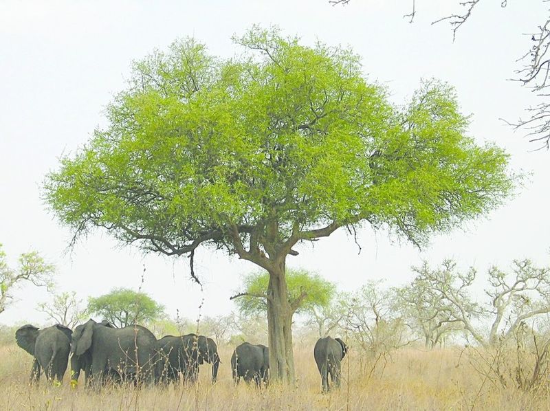 ചിത്രം:Vol7p158 Herd of elephants in Waza National Park.jpg