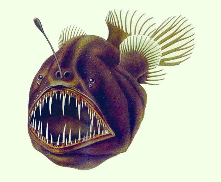 ചിത്രം:Humpback anglerfish. 1.jpg
