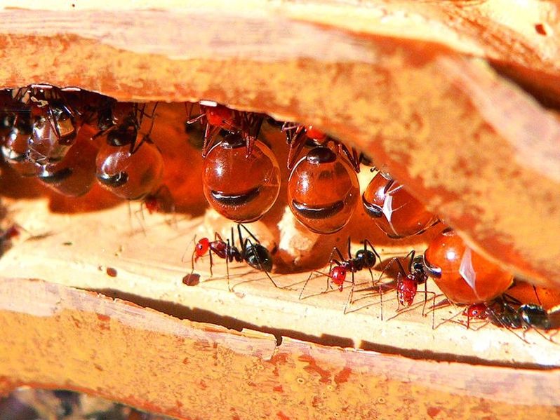 ചിത്രം:Vol5p329 Myrmecocystus, honeypot ants, store food to prevent colony famine.jpg