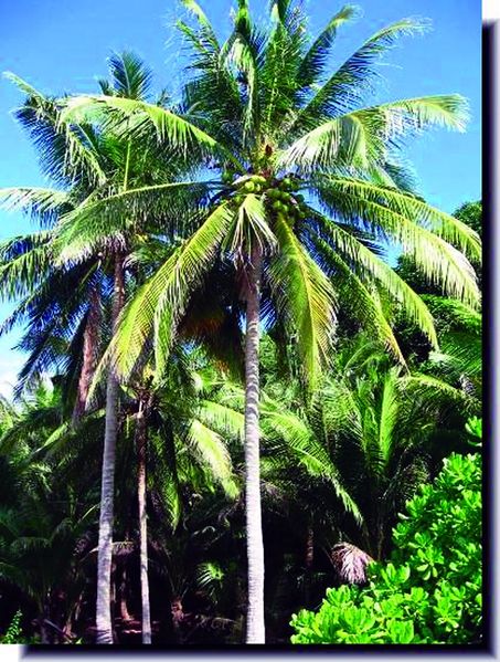 ചിത്രം:Vol5p98 Coconut Tree.jpg