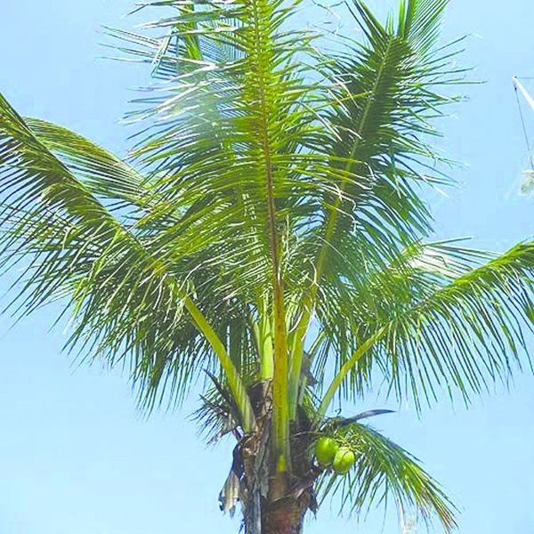 ചിത്രം:Vol5p338 coconut tree-root wilt disease.jpg