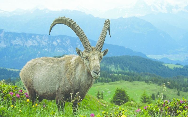 ചിത്രം:Vol5p545 alpine-ibex-animal.jpg