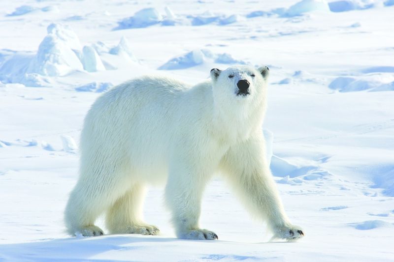 ചിത്രം:Vol6p421 polar bear.jpg