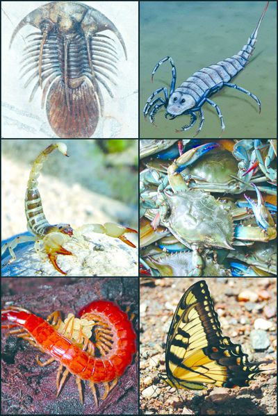 ചിത്രം:Vol3p302 Arthropoda.jpg