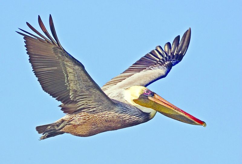 ചിത്രം:Vol6p655 Brown pelican.jpg
