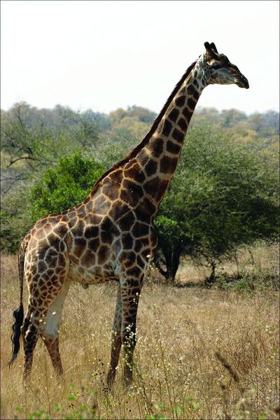ചിത്രം:Vol3p64 giraffe12.jpg