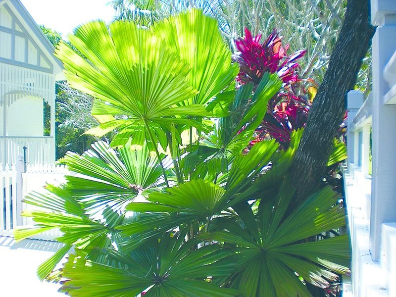 ചിത്രം:Vol4p588 colour plants.jpg