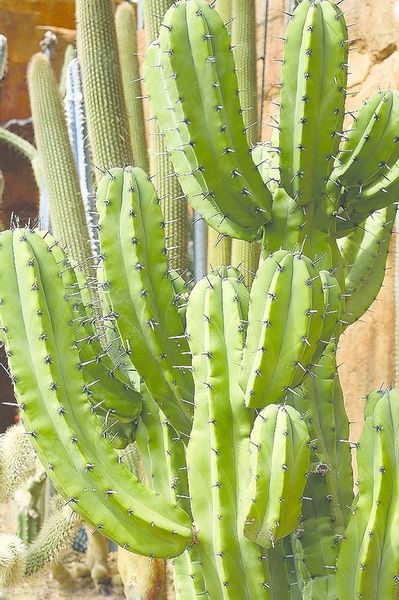 ചിത്രം:Vol6p655 Myrtillocactus geometrizans, cactus.jpg