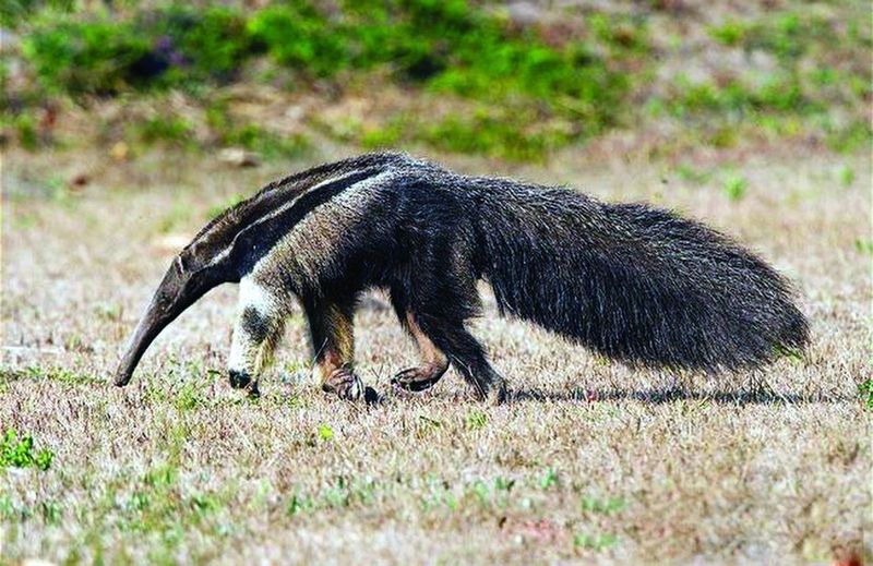ചിത്രം:Vol5p329 Giant-anteater-walking-through-savanna.jpg