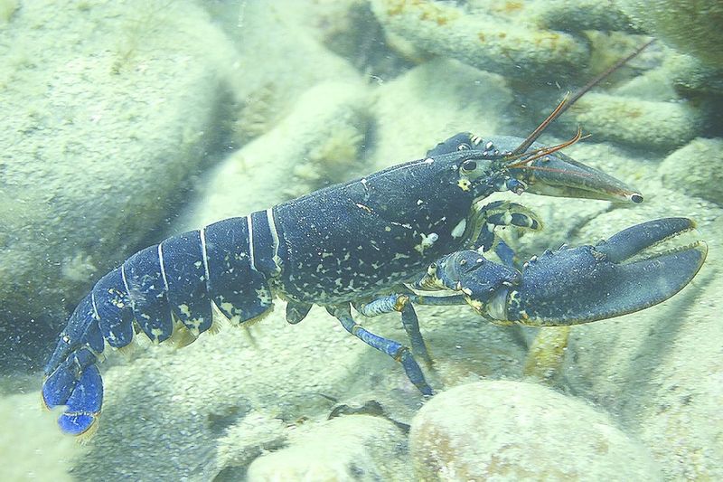 ചിത്രം:Vol6p655 Lobster and chain Homarus gammarus, Jersey, British Isles.jpg