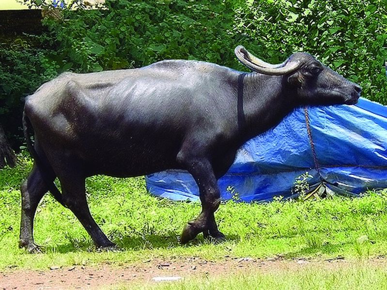 ചിത്രം:Vol5p218 asian water buffalo.jpg