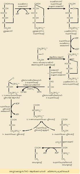 ചിത്രം:Vol7 523 formula-1.jpg