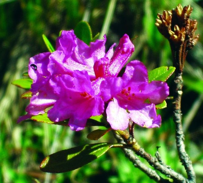 ചിത്രം:Vol3p352 Rhododendron ferrugineum.jpg.jpg
