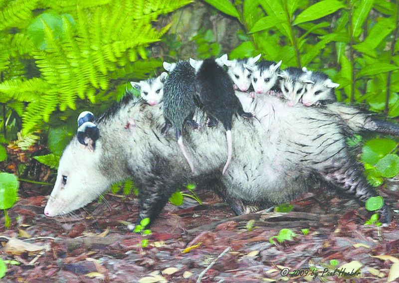 ചിത്രം:Vol5p617 Opossum.jpg
