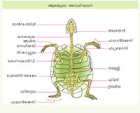 ആമയുടെ ആസ്ഥിഘടന