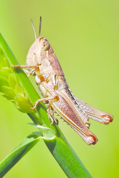 ചിത്രം:Vol5p825 Young grasshopper on grass stalk02.jpg