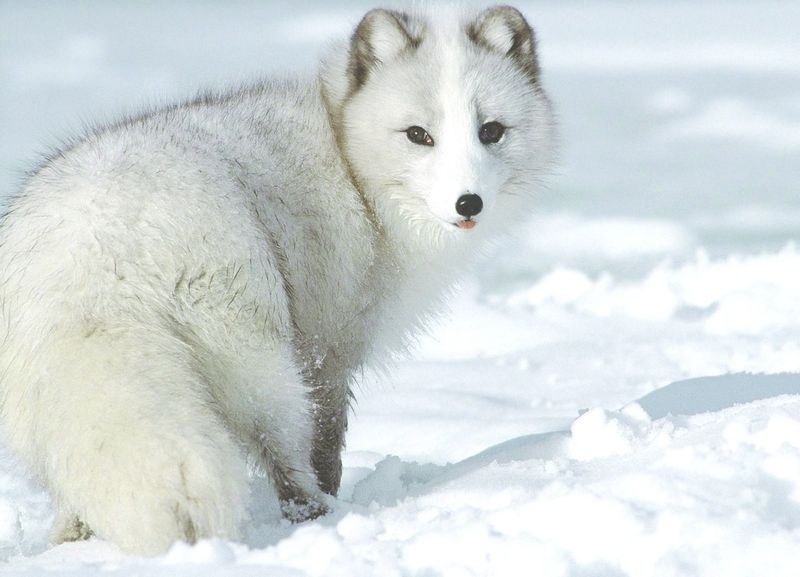 ചിത്രം:Vol7p62 arctic- white fox.jpg