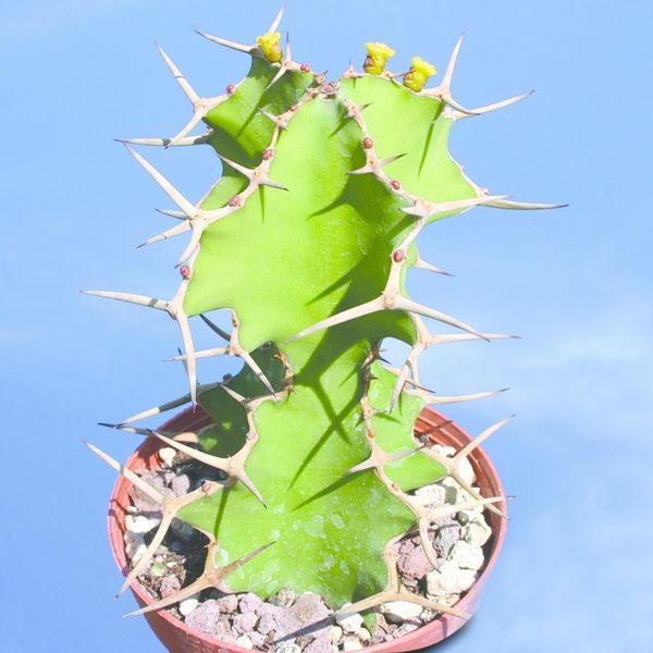 ചിത്രം:Vol6p655 Euphorbia grandicornis.jpg