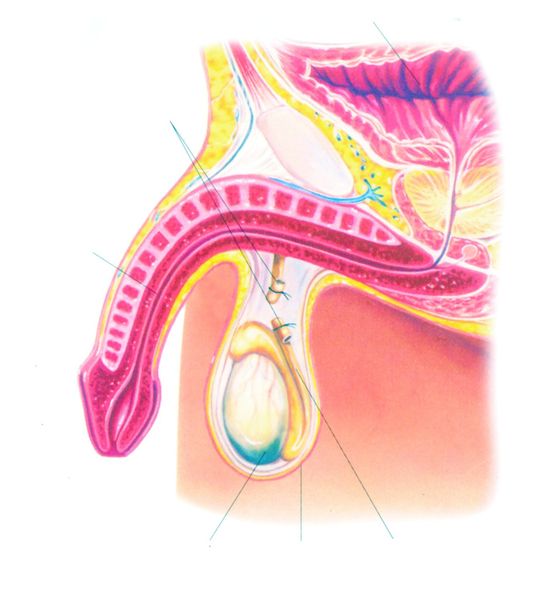 ചിത്രം:Vol7p624 Sterilization male.jpg