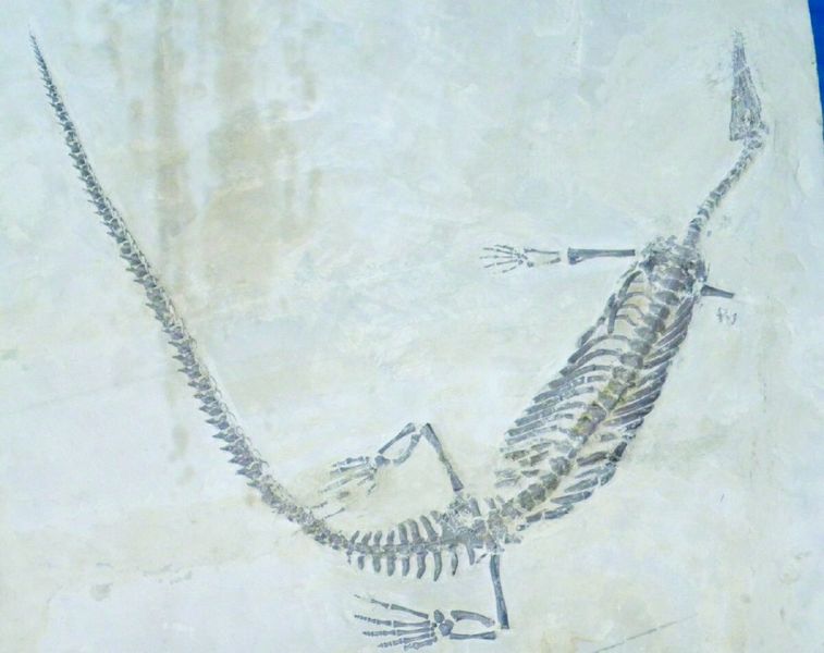 ചിത്രം:Vol4p658 Mesosaurus-fossil.jpg