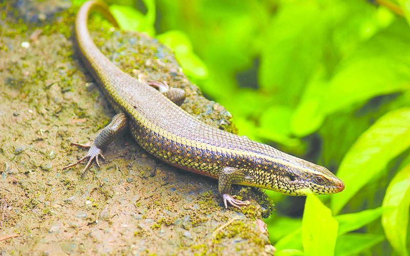 ചിത്രം:Vol4p658 Skink.jpg