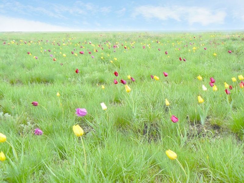 ചിത്രം:Vol6p655 steppe flowers.jpg