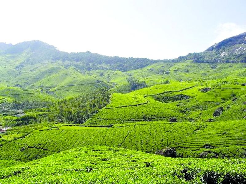 ചിത്രം:Vol3p836 munnar-tea-plantation.jpg.jpg