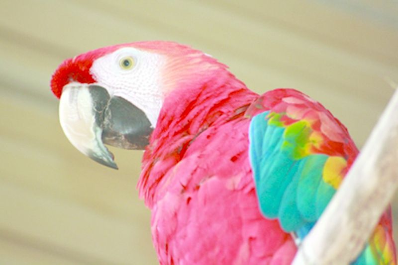 ചിത്രം:Scarlet macaw ecuador.jpg.jpg
