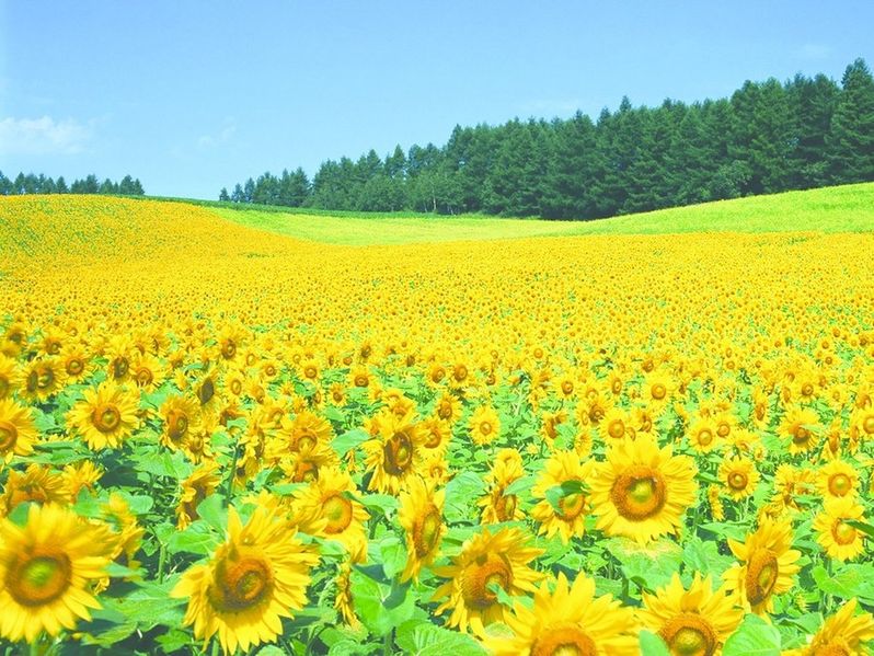 ചിത്രം:Vol7p106 Sunflower-Fields-2-4N5NU5W2TV-1024x768.jpg