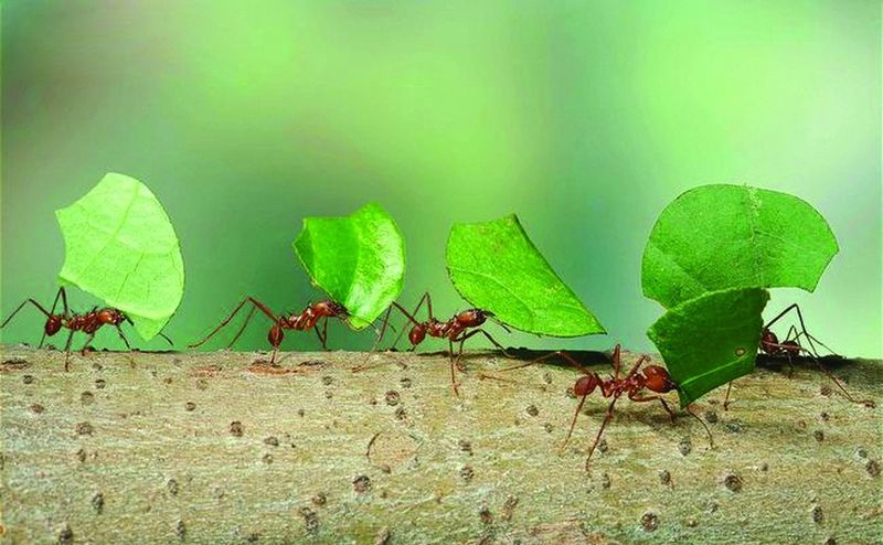 ചിത്രം:Vol5p329 Leaf-cutter-ants-carrying-leaves-back-to-the-nest.jpg