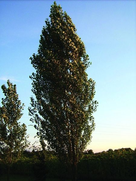 ചിത്രം:Vol5p433 poplar tree.jpg