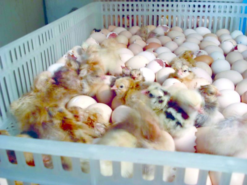 ചിത്രം:Vol3p638 chicken egg incubator.jpg.jpg