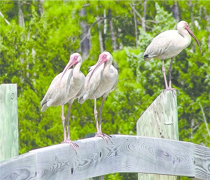 ചിത്രം:Vol5p545 American white ibis.jpg