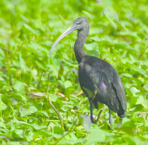 ചിത്രം:Vol5p545 Glossy Ibis.jpg