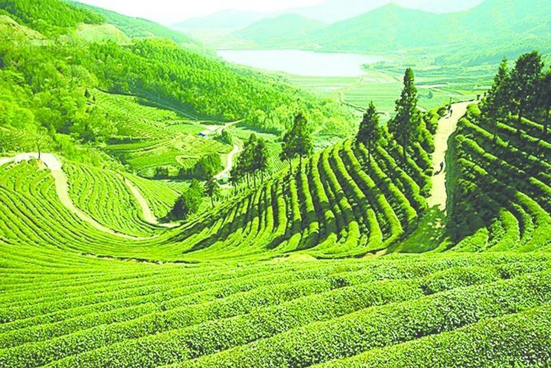 ചിത്രം:Vol7p852 darjeeling-farm.jpg