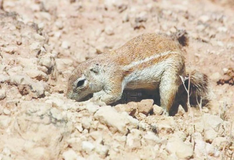 ചിത്രം:Vol5p338 3929215-a-ground-squirrel-in-the-kalahari-desert-south-africa.jpg