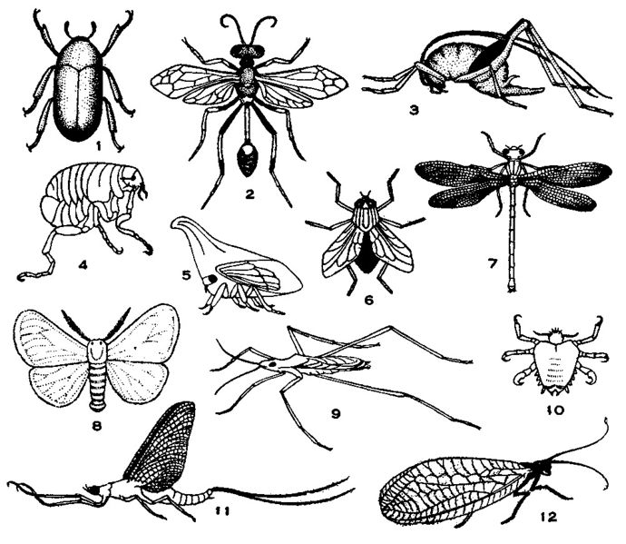 ചിത്രം:Vol4p160 Insecta-2.jpg