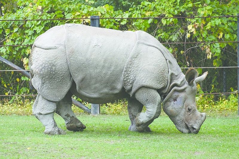 ചിത്രം:Vol7p17 800px-Indian Rhino (Rhinoceros unicornis)1 - Relic38.jpg