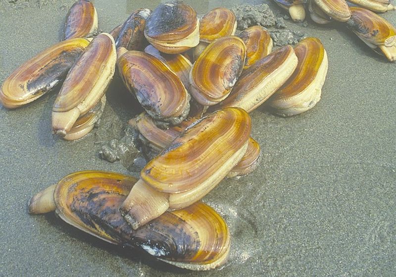ചിത്രം:Vol6p17 Razor clams.jpg