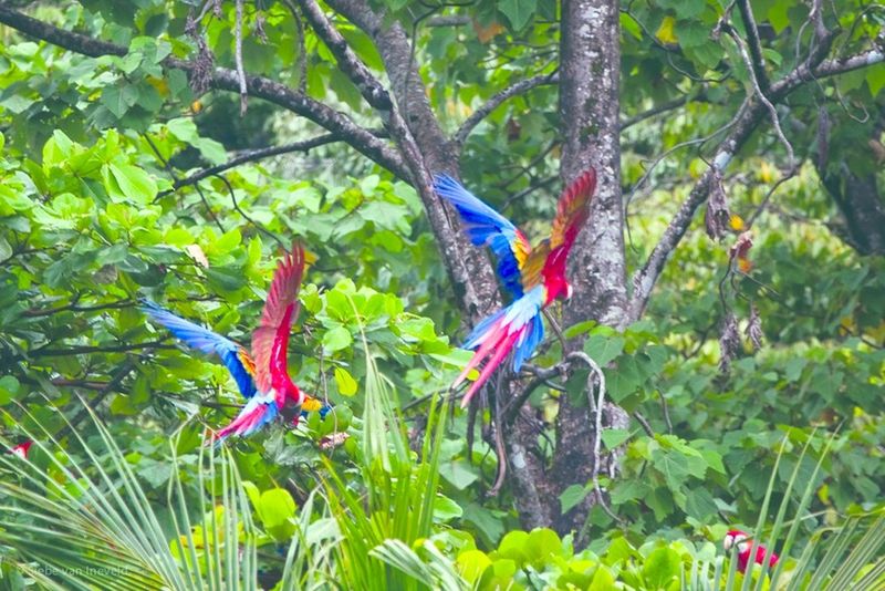 ചിത്രം:Vol9 201 Corcovado-Scarlet-Macaw--Costa-Rica-siebevanineveld.jpg