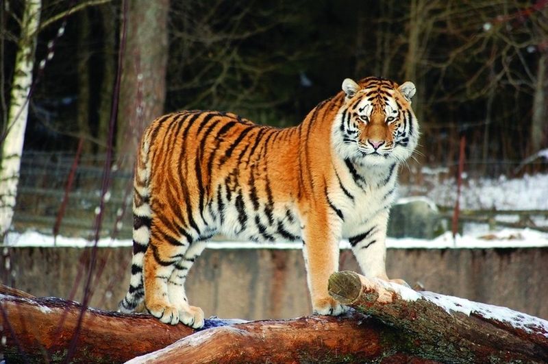 ചിത്രം:Vol5p433 siberian tiger.jpg