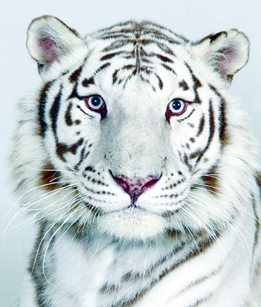 ചിത്രം:Vol3p738 Bengali white tiger.jpg.jpg