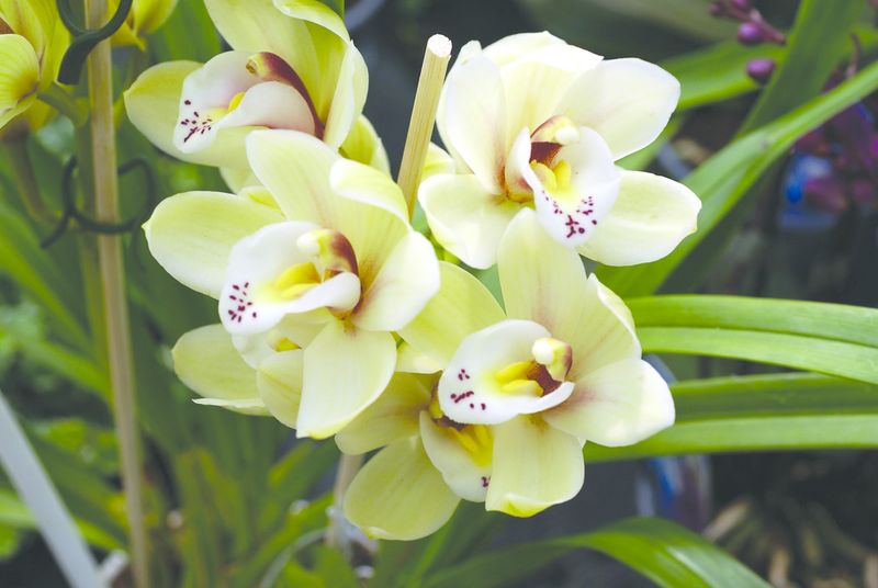ചിത്രം:Vol5p825 cattleya orchid.jpg