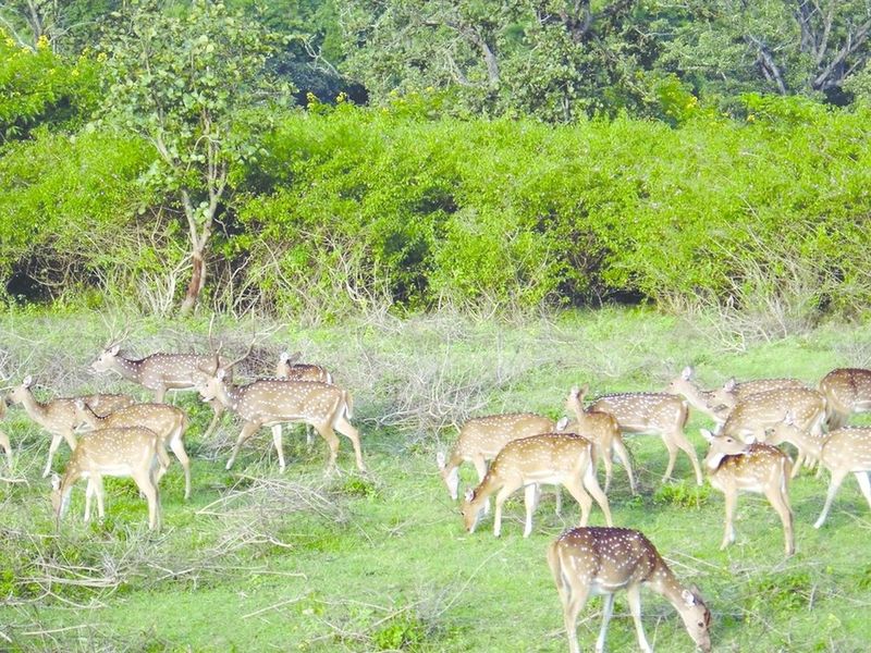 ചിത്രം:Vol6p545 bandipur wild life.jpg