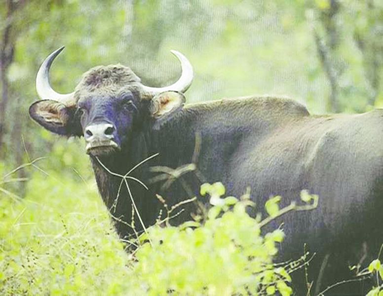 ചിത്രം:Vol7p17 Indian Bison gaur.jpg